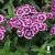 Dianthus barbatus Barbarini Purple Bicolor.jpg